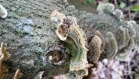 Trametes versicolor image