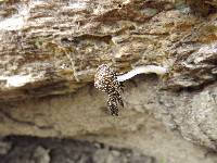 Coprinopsis picacea image