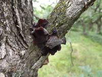 Auricularia auricula-judae image