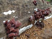 Auricularia auricula-judae image