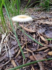 Parasola auricoma image