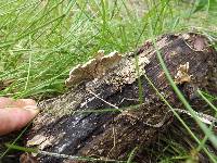 Schizophyllum commune image