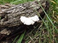 Schizophyllum commune image