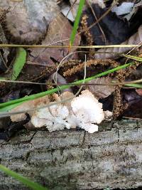 Schizophyllum commune image