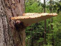 Polyporus squamosus image