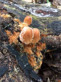 Coprinellus domesticus image