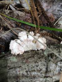 Schizophyllum commune image