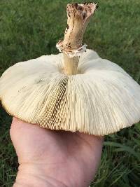 Chlorophyllum molybdites image