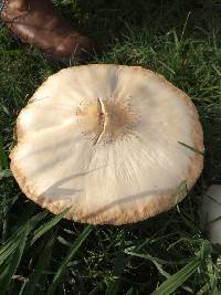 Chlorophyllum molybdites image