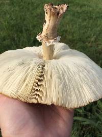 Chlorophyllum molybdites image