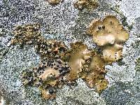 Umbilicaria phaea image