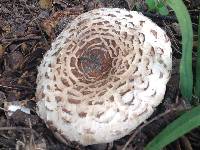 Chlorophyllum brunneum image