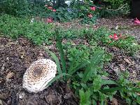 Chlorophyllum brunneum image