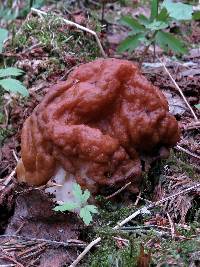 Gyromitra esculenta image