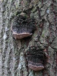 Phellinus tremulae image