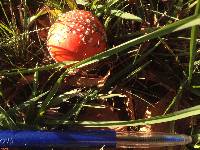 Amanita muscaria image