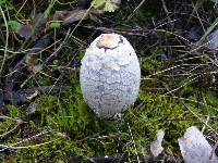 Coprinus comatus image