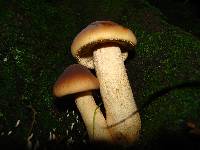 Agrocybe parasitica image