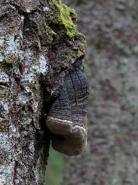 Phellinus tremulae image