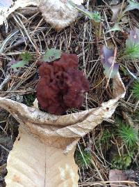 Gyromitra tasmanica image