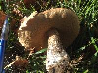 Leccinum scabrum image