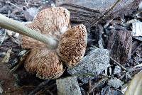 Volvariella gloiocephala image