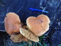 Gymnopilus junonius image