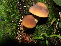 Agrocybe parasitica image