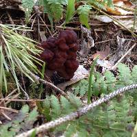 Gyromitra esculenta image