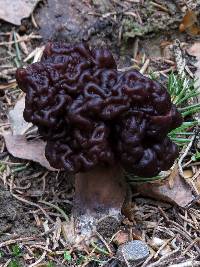 Gyromitra esculenta image