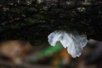 Tremella fuciformis image