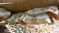 Trametes versicolor image