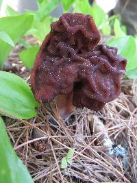 Gyromitra esculenta image