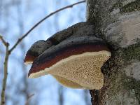 Fomitopsis pinicola image