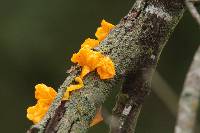 Tremella mesenterica image