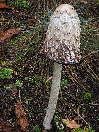 Coprinus comatus image