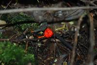 Leratiomyces erythrocephalus image