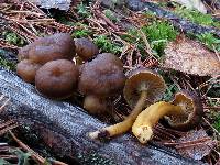 Craterellus tubaeformis image