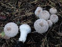 Lycoperdon perlatum image