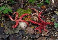 Clathrus archeri image