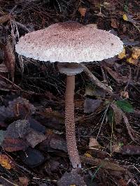 Macrolepiota procera var. procera image