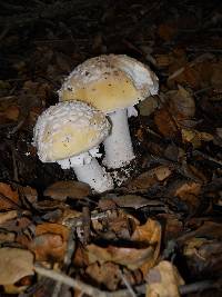 Amanita gemmata image