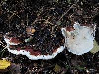 Image of Boletus annosus