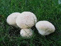 Lycoperdon pratense image