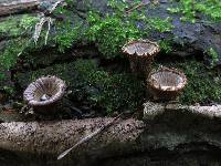 Cyathus striatus image