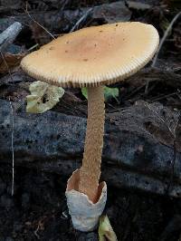 Amanita crocea image