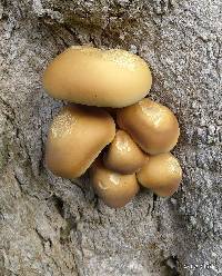 Agrocybe parasitica image