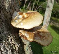 Agrocybe parasitica image