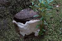 Ganoderma applanatum image