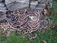 Trametes versicolor image